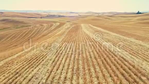 小麦秋季收获成功后剩下的就是滞育视频的预览图
