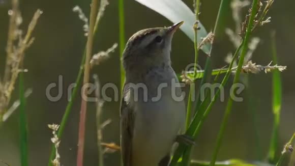 鸟常见的蚱蜢流浪者蝗虫奈维亚坐在芦苇丛上视频的预览图