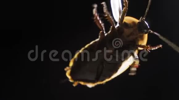 手持蟑螂在黑暗背景下分离视频的预览图