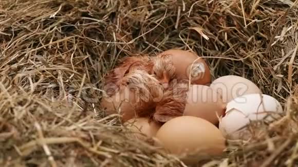 两只小鸡从蛋中孵化出来第三只小鸡把蛋打裂了视频的预览图