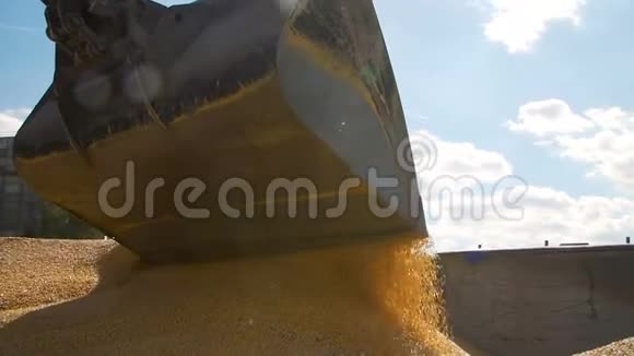 履带车将收获的玉米粒倒入一堆视频的预览图