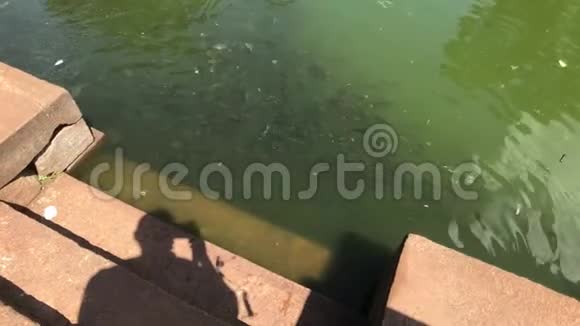 斯里兰卡的Anuradhapura寺庙里的浴池里有一群鱼视频的预览图