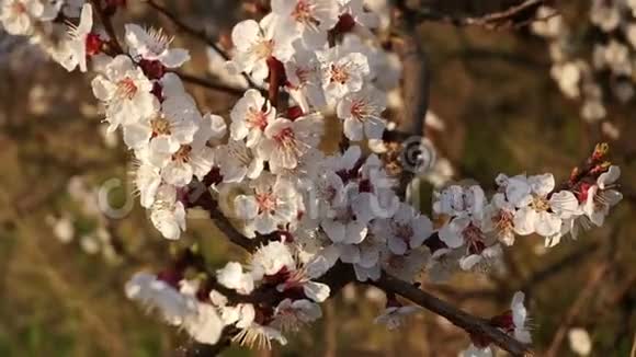 枝上樱花的特写夕阳西下视频的预览图