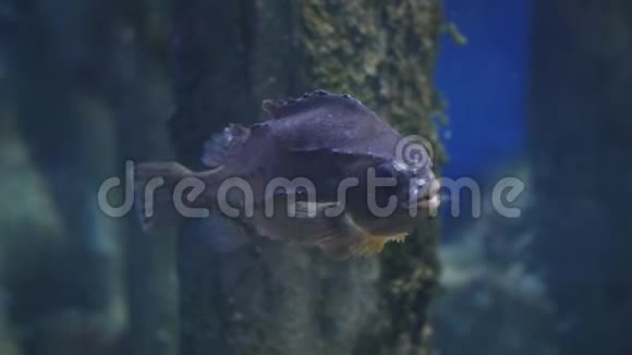 在水族馆水中游泳的灰色漂亮鱼的轮廓特写视频的预览图