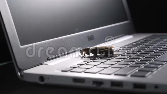 软件错误比喻蟑螂在笔记本电脑键盘上行走带有选择性聚焦的宏观照片视频的预览图