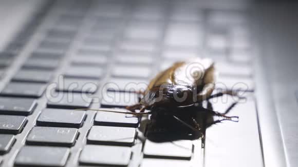软件错误比喻蟑螂在笔记本电脑键盘上行走带有选择性聚焦的宏观照片视频的预览图