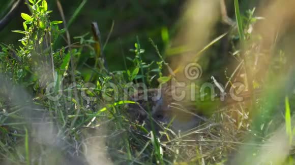 雌鸟芦苇在灌木丛中栖息吃植物种子视频的预览图