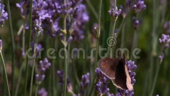 蝴蝶门看守人天蝎座来自诺曼底的兰维德花丛视频的预览图