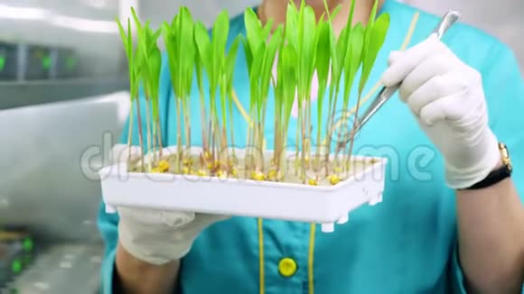 实验室工作人员戴着手套的双手在土壤中小盒子里实验室里评论生长着绿色嫩芽科学视频的预览图