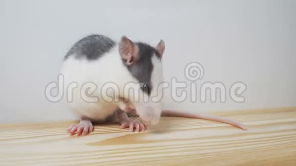可爱的小装饰老鼠站在爪子后面视频的预览图