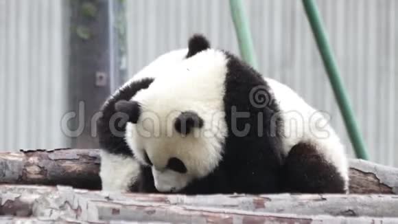 2熊猫在中国的冬天互相拥抱视频的预览图