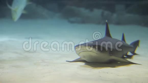 鲨鱼在热带水域游泳鲨鱼在海洋馆水下游泳水下海洋生物和野生动物视频的预览图