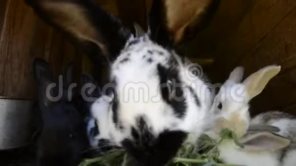 小兔子在棚子里嚼树叶一群五颜六色的小兔子一家人在谷仓院子里觅食复活节象征视频的预览图