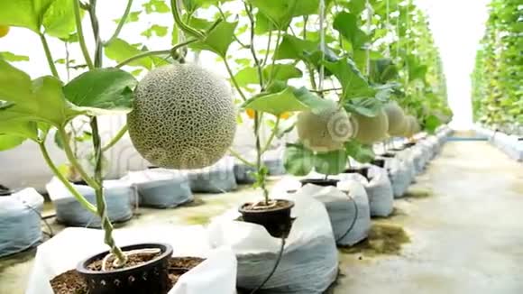新鲜的甜瓜农场视频的预览图