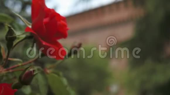 红玫瑰与意大利城堡的背景帕维亚PV意大利焦点转移视频的预览图