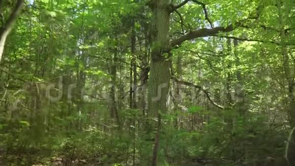 巨大的橡树在茂密的森林中生长着大树枝阳光明媚的一天视频的预览图