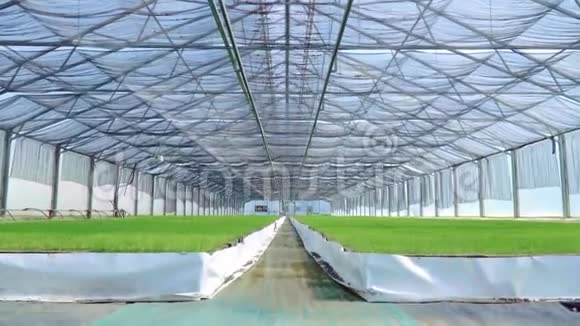有生长幼苗的宽敞温室温室大棚视频的预览图