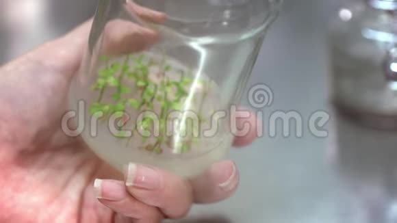 科学家将植物原型放入实验室玻璃器皿中进行实验视频的预览图