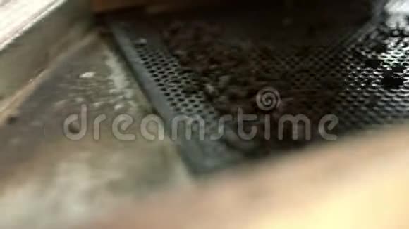 格栅分离器上的种子作为工厂技术过程的一部分视频的预览图