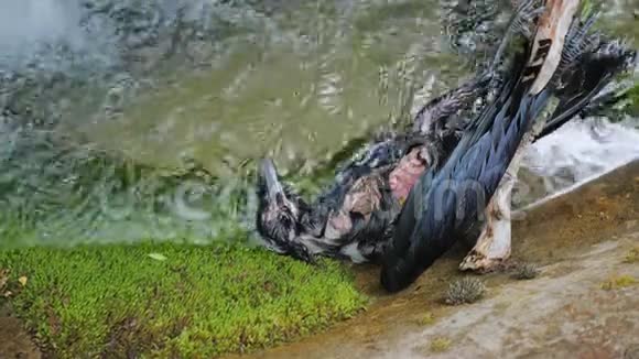死黑乌鸦在清澈透明的山河中视频的预览图