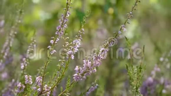 娇嫩的卡鲁纳花在夏天的森林里绽放盛开的石楠特写视频的预览图