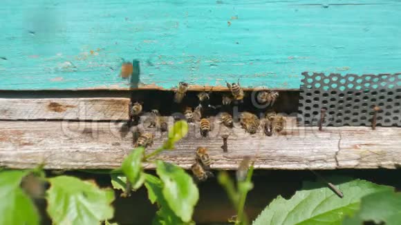 蜜蜂从蜂巢飞来靠近工作蜜蜂的视野在森林里的蜜蜂之家蜂群围绕蜂箱飞行视频的预览图