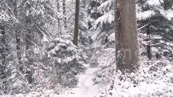在森林中的狭窄小路上行走视频的预览图