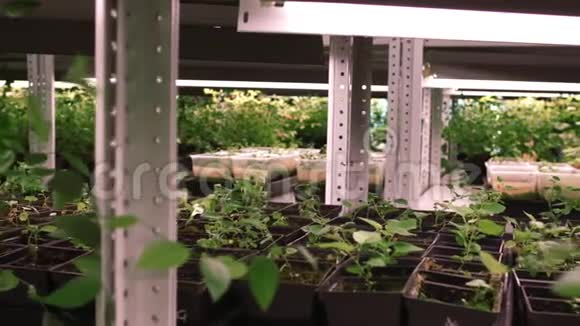 温室里的幼苗温室里一排排盆栽幼苗视频的预览图