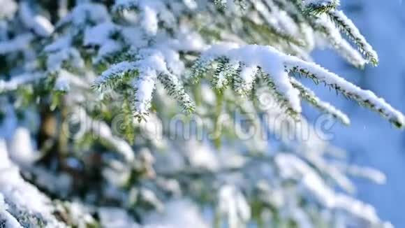 冬天森林中的特写树在傍晚降雪时随风摇动视频的预览图