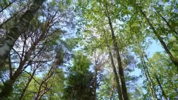 茂密森林中的树冠有落叶和针叶树视频的预览图