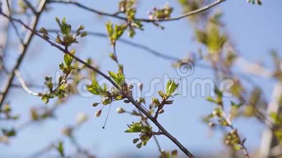 春樱桃枝嫩叶和肾视频的预览图