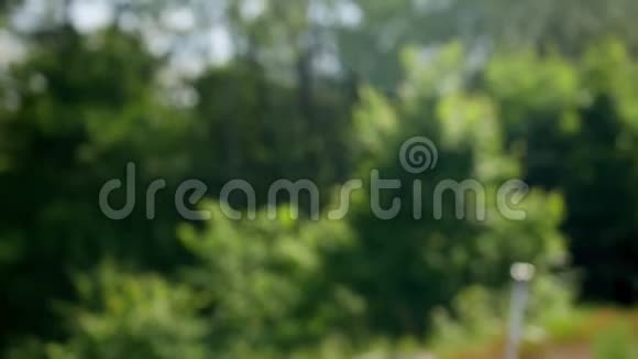 背景森林中戴太阳镜的秃头男子的肖像看着镜头近距离射击视频的预览图