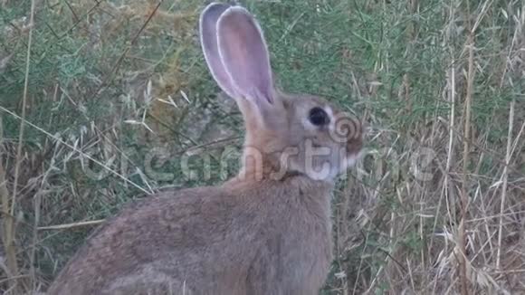 兔子在田野4视频的预览图