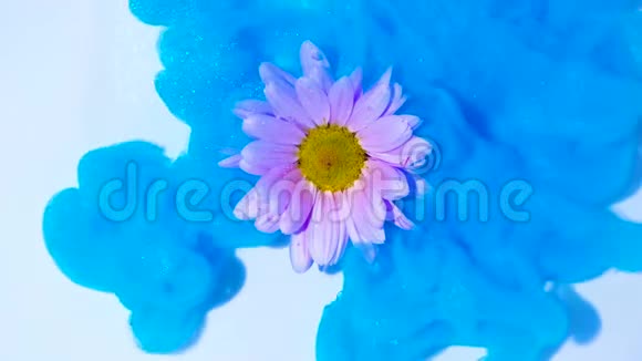 五颜六色的蓝色墨水流在水中的粉红色花朵上视频的预览图