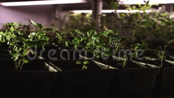 成排的盆栽中生长的幼苗温室植物栽培视频的预览图