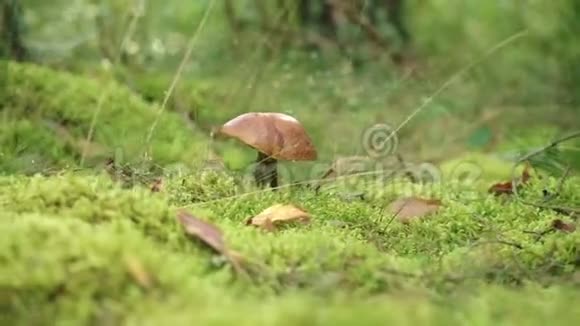 绿草中生长着大帽子的橘色鸭嘴兽靠近森林视频的预览图