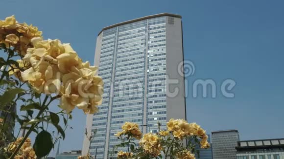 意大利米兰的一座摩天大楼前景是黄花视频的预览图