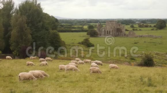 在典型的爱尔兰废墟中吃草的绵羊视频的预览图