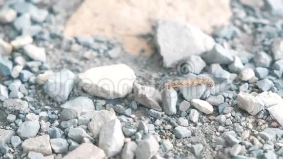 毛毛虫在岩石上爬行视频的预览图