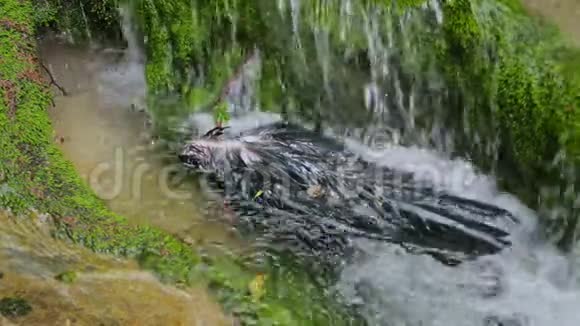 死黑乌鸦在清澈透明的山河中视频的预览图