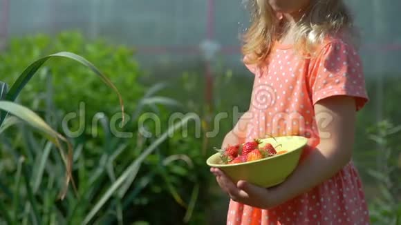 小女孩在花园里摘草莓视频的预览图