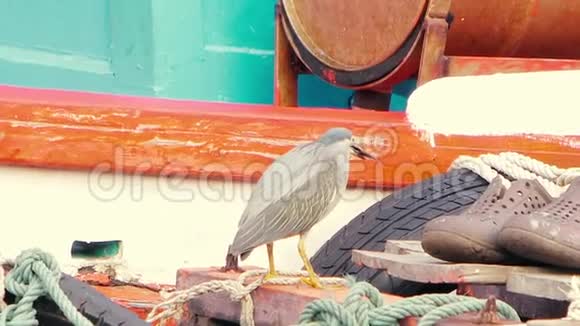 一只灰色的小鹭正在码头上的一条河上钓鱼燕子鱼特写镜头视频的预览图