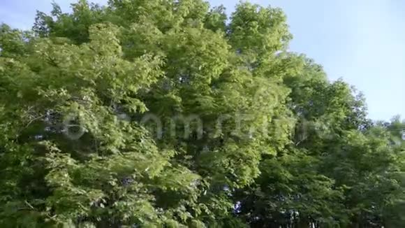 巨大的枫树分枝大的枫叶和绿叶视频的预览图