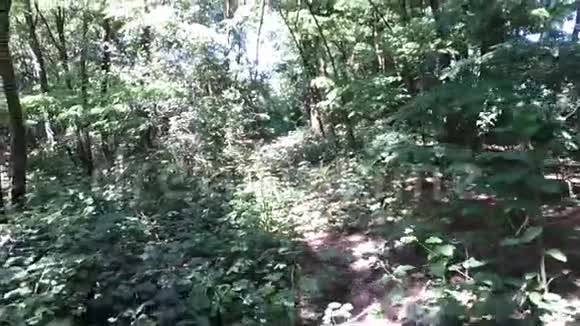 空中射击在森林中向后缓慢飞行视频的预览图