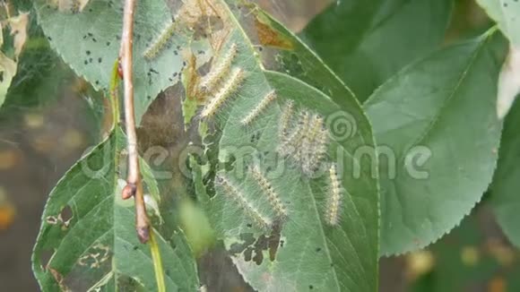 樱桃树叶子上的许多毛毛虫一窝大白毛虫吃树叶幼虫和卵视频的预览图