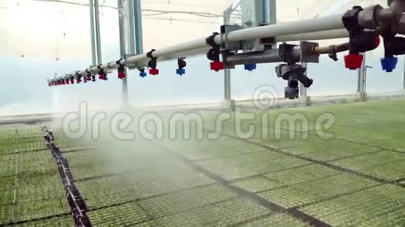 大型温室大棚托盘内种植的灌溉机装具苗视频的预览图