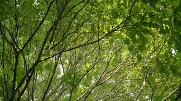 有绿叶的枫枝巨大的树枝在宽阔的枫树树枝上观看视频的预览图
