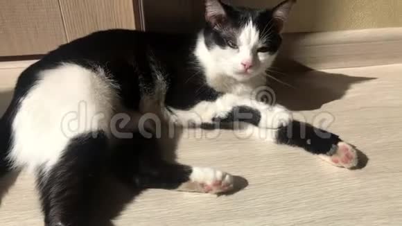 黑猫和白猫在阳光明媚的日子躺在地板上晒太阳舔爪子视频的预览图