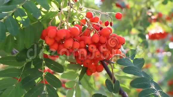 罗文枝条成熟果实特写红罗旺浆果在罗旺树枝上成熟的罗旺浆果特写和绿色视频的预览图