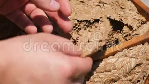 人类分析黄蜂的巢穴欧洲马蜂维斯帕蟹和黄蜂窝狭窄的视野黄蜂窝视频的预览图